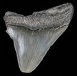 Juvenile Megalodon Tooth - South Carolina #40003-1
